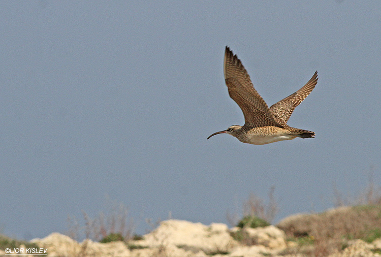 Hudsonian Whimbrel, Nachsholim 17-02-14 Lior Kislev